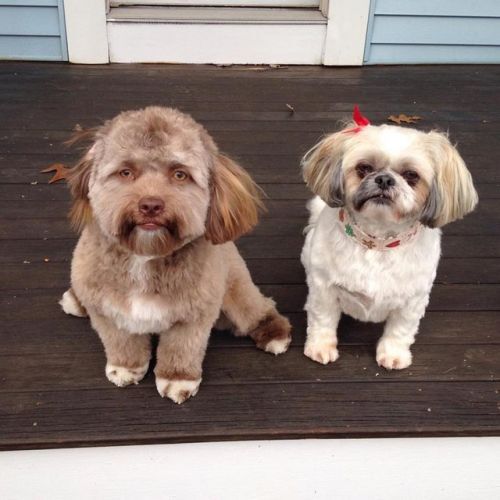 Это не фотошоп: пес с необычной внешностью напугал сеть