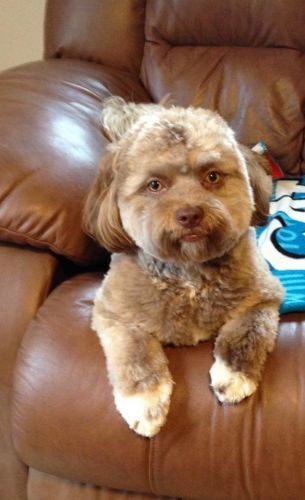 Это не фотошоп: пес с необычной внешностью напугал сеть