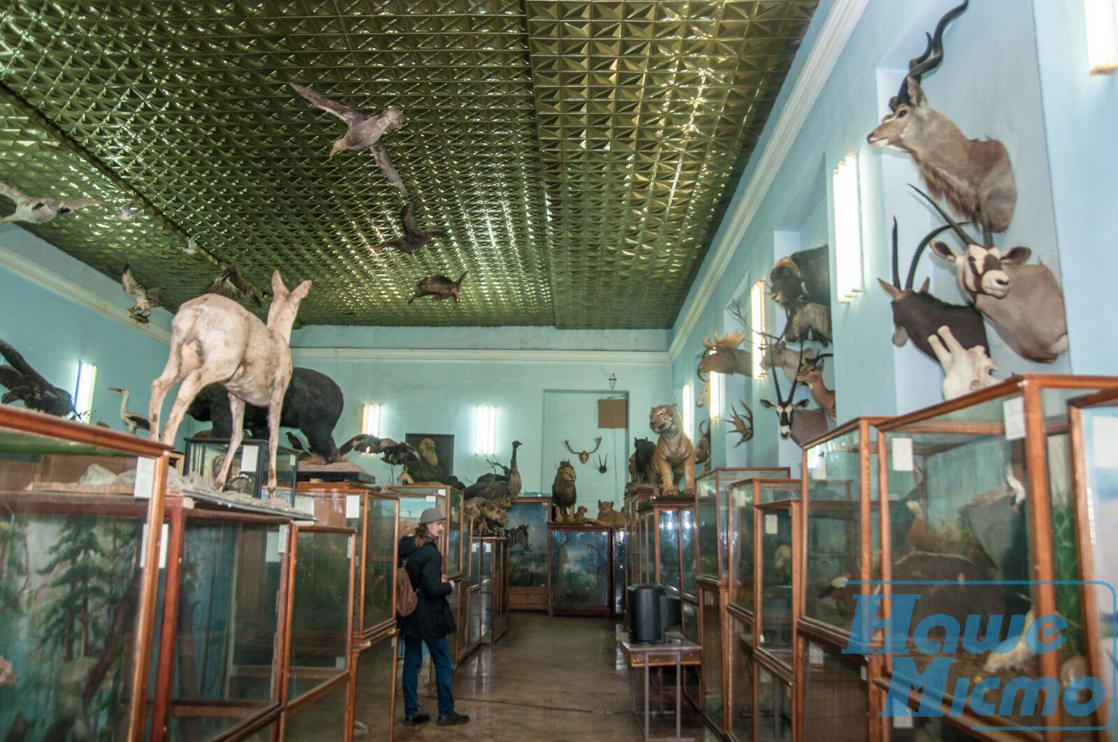 У зоомузеї Дніпра показують відеоарт на тлі опудал