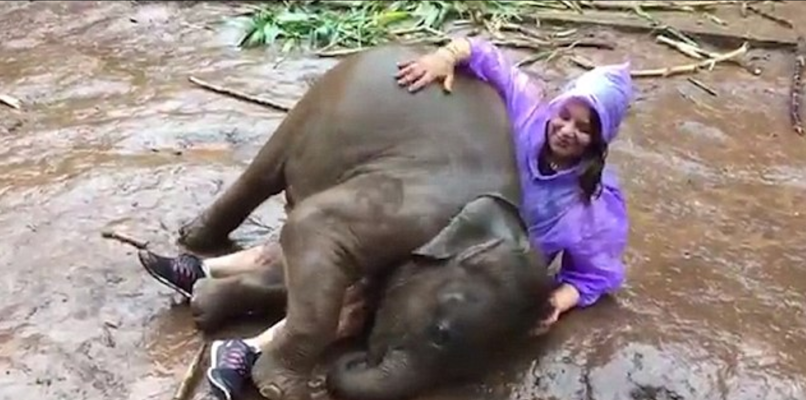 Слоненя сіло на коліна туристці
