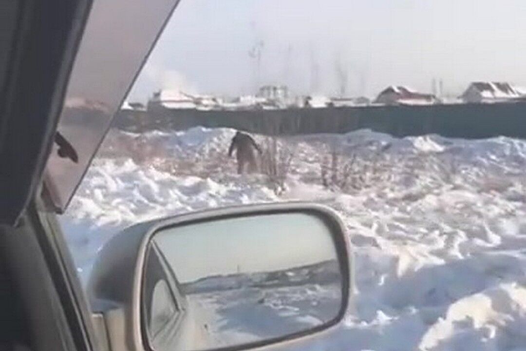 Россияне массово кинулись искать выпавшее из самолета золото: появились фото и видео