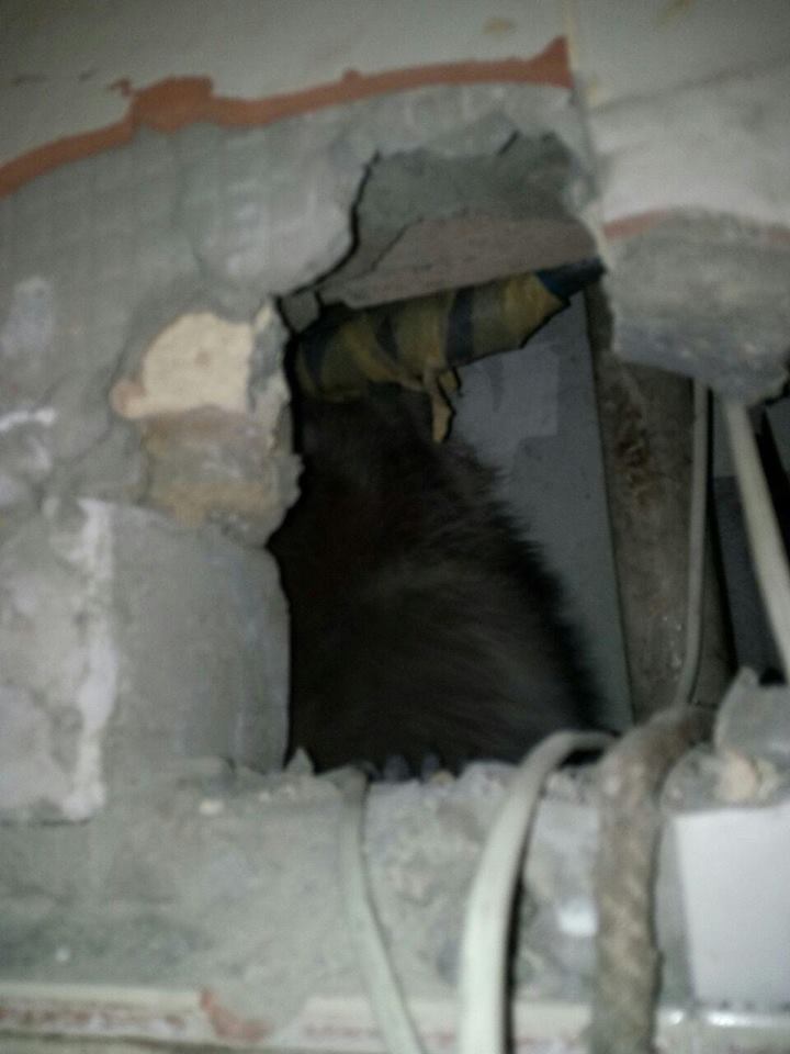 Застрял в вентиляции: в Киеве спасли енота