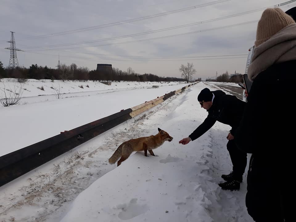 Теж любить бутерброди: в Чорнобилі зустріли ще одного ручного лисиця