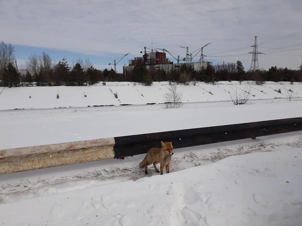 Тоже любит бутерброды: в Чернобыле встретили еще одного ручного лиса