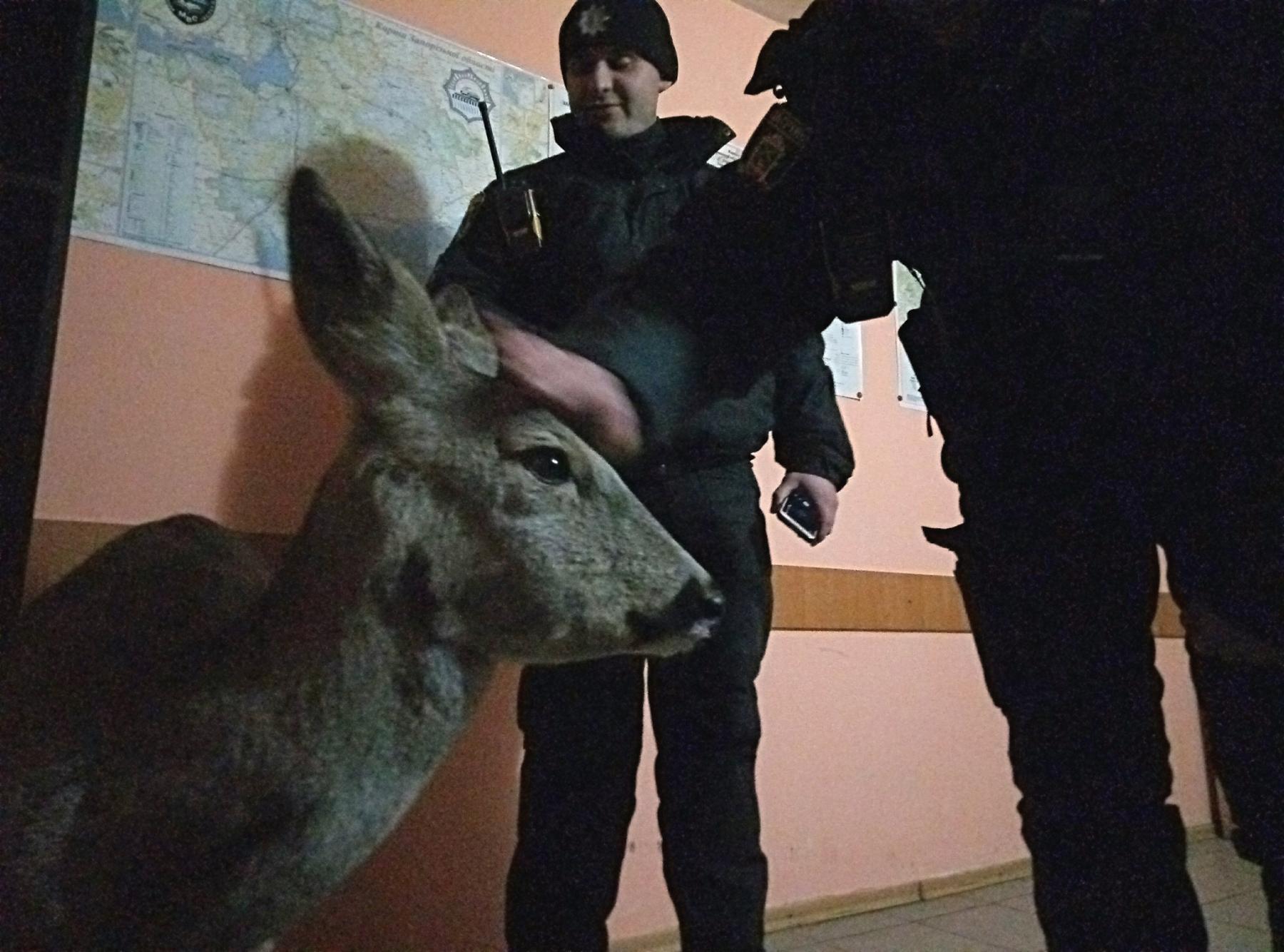 В Запорожье патрульные спасли истощенного олененка