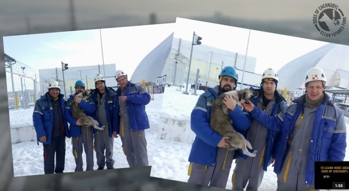 У Чорнобилі з даху саркофага врятували собаку