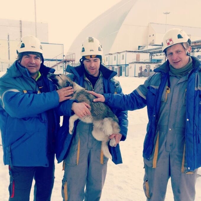 В Чернобыле с крыши саркофага спасли собаку