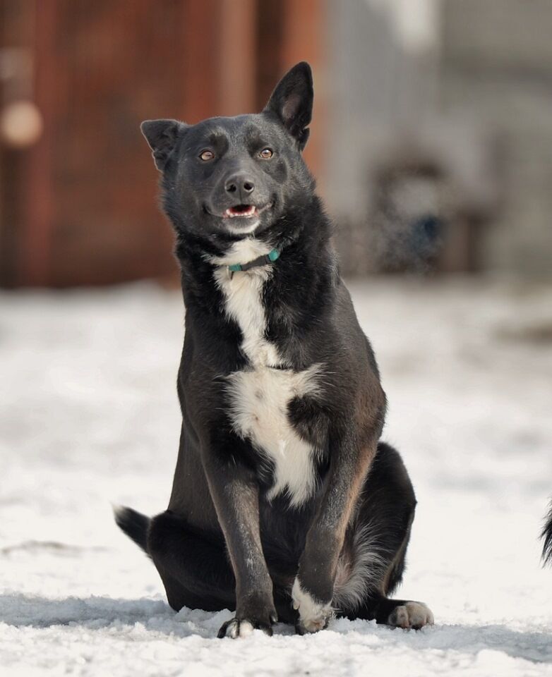 Прихистити негайно: 5 собак Дніпра, які шукають дім