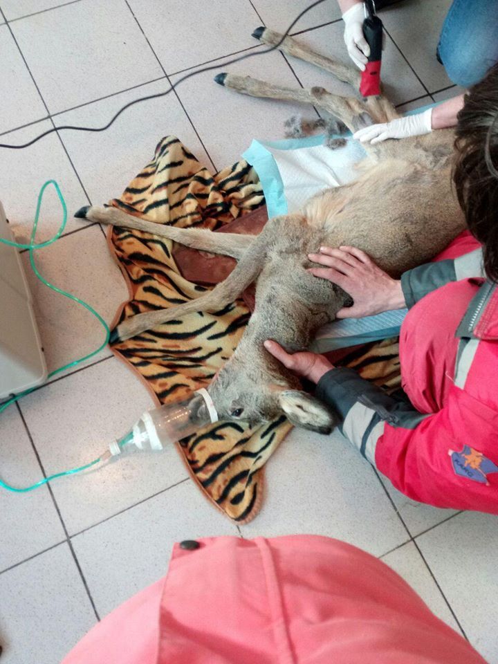 Під Києвом волонтери врятували пораненого оленя