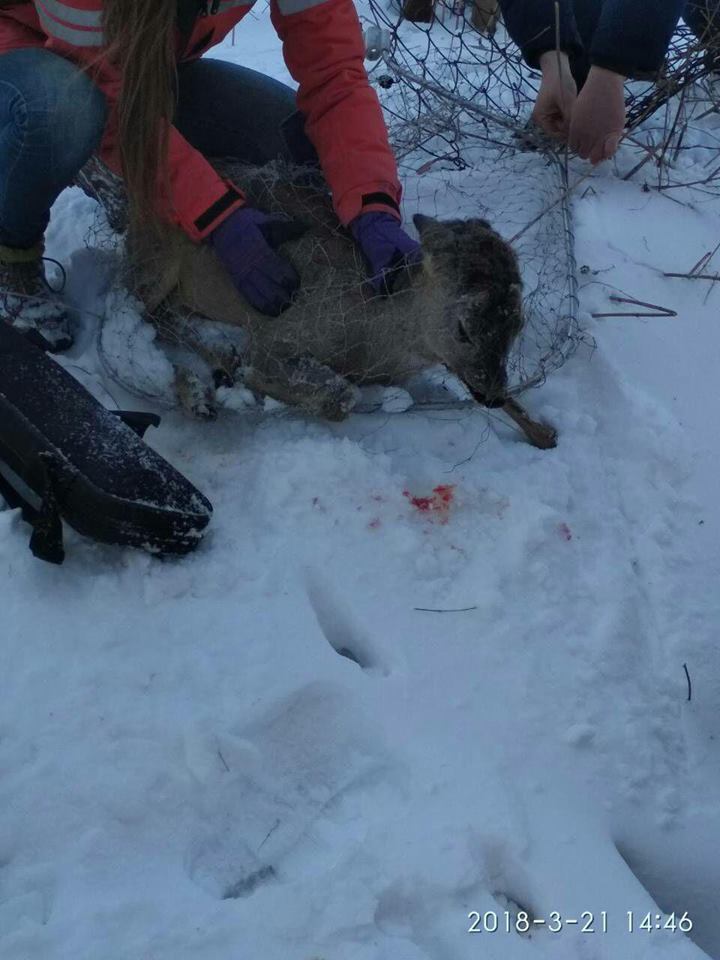 Під Києвом волонтери врятували пораненого оленя