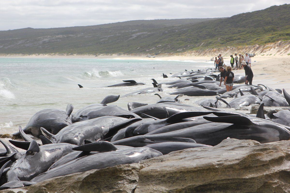 В Австралии на берег выбросились более сотни дельфинов: шокирующие фото