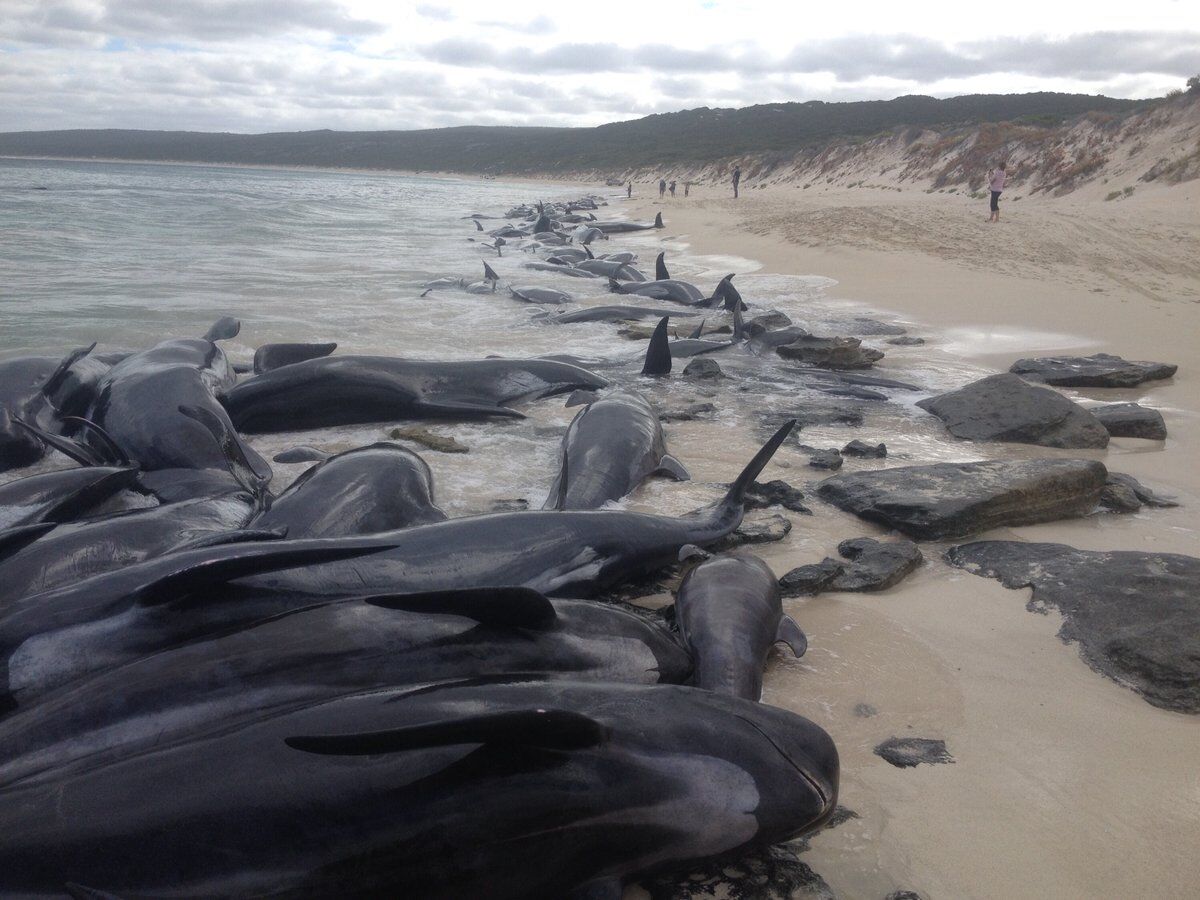 В Австралии на берег выбросились более сотни дельфинов: шокирующие фото