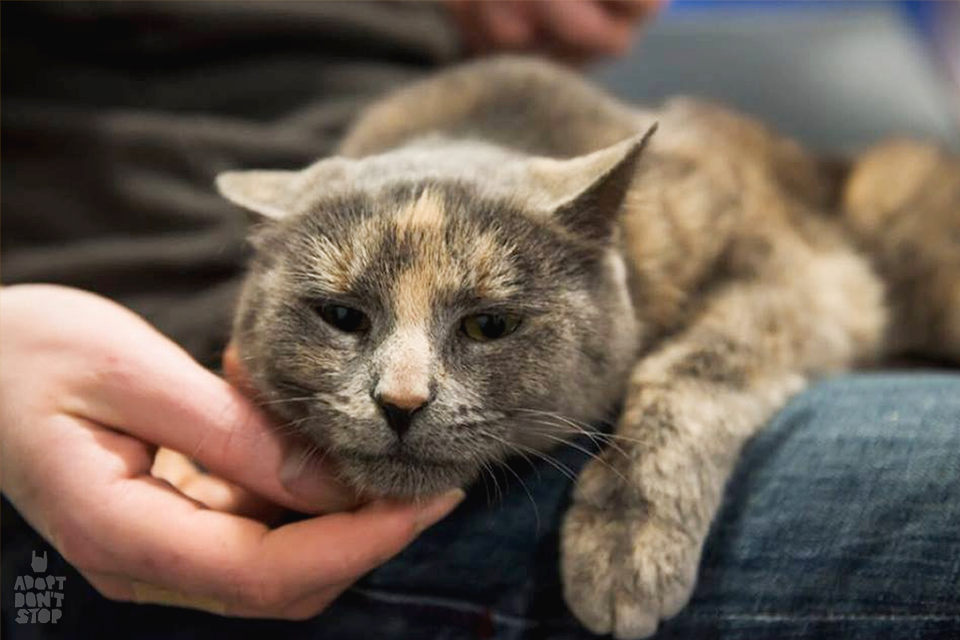 Друг недели: 9 киевских котиков, которые ищут дом