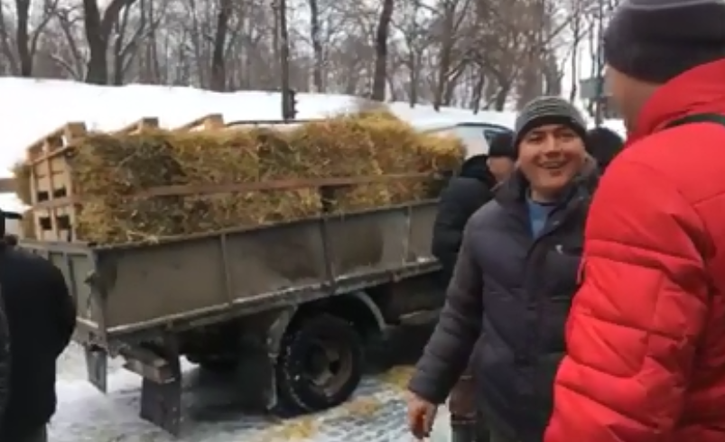 Молочні ріки, солом'яні берега: в Києві під Кабміном влаштували свинарник