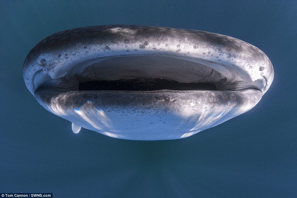 Гігантська китова акула зачаїлася під човном з туристами, що плавав над нею. Незвичайне фото