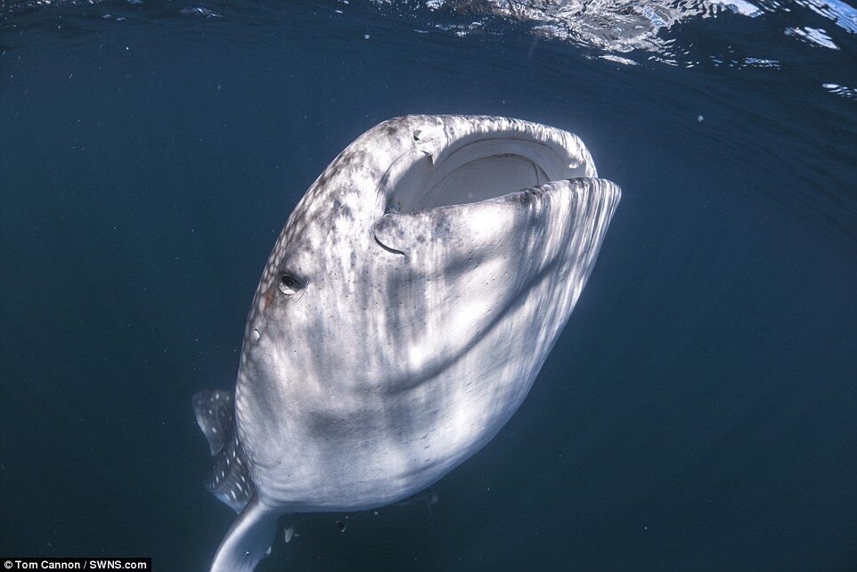 Гигантская китовая акула затаилась под лодкой с туристами, плавающей над ней. Необыкновенное фото