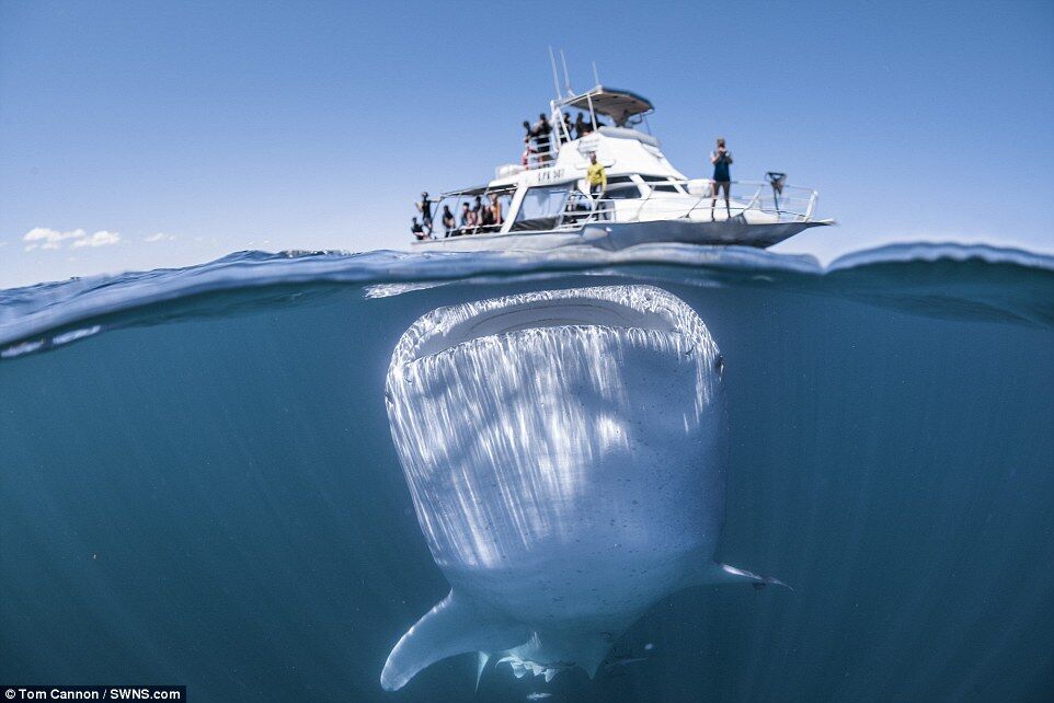 Гигантская китовая акула затаилась под лодкой с туристами, плавающей над ней. Необыкновенное фото