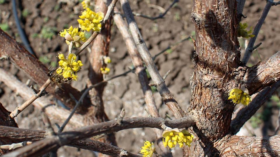 На Запоріжжі зацвів найбільший в Європі кизиловий сад