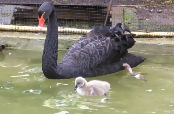 У київському зоопарку у чорних лебедів з'явилося поповнення