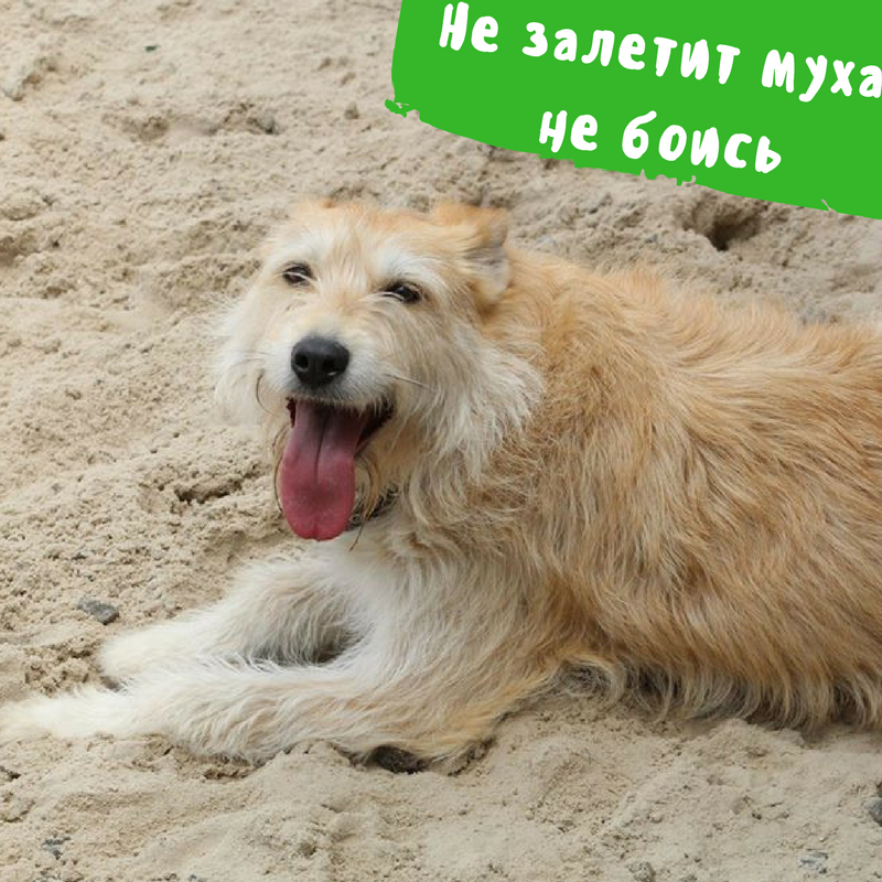 Друг недели: 7 собак Киева, которые ищут дом