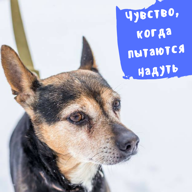 Друг тижня: 7 собак Києва, які шукають дім