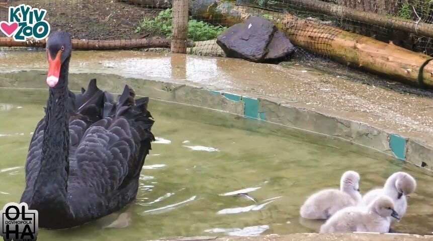 В киевском зоопарке у черных лебедей появилось пополнение 