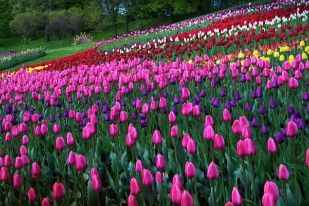 В Киеве пройдет большая выставка тюльпанов 