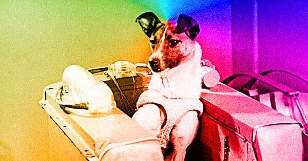 Лайка -- первая собака в космосе