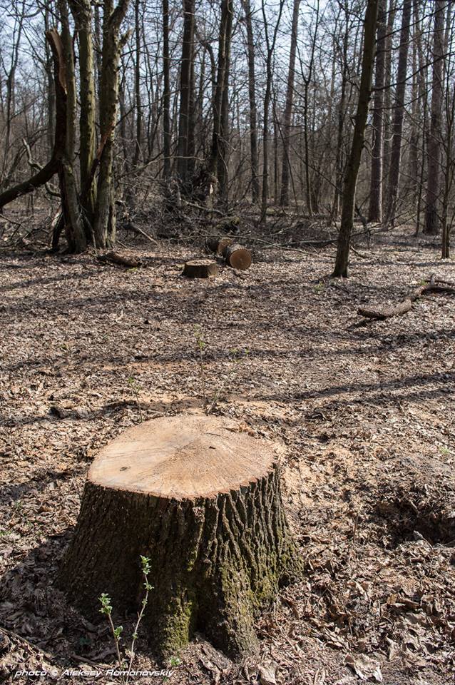В Киеве украли 300-летние дубы 