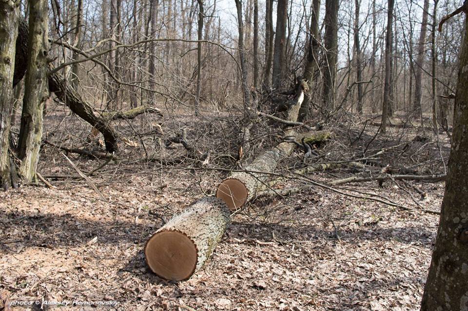 У Києві вкрали 300-літні дуби