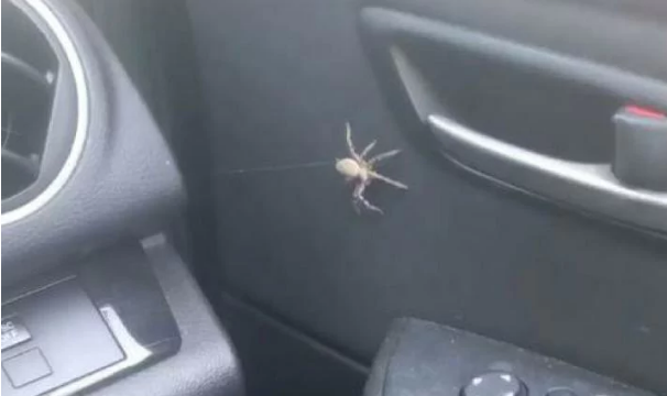 Павук до жаху налякав австралійку