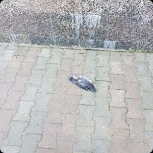 В одесском сквере расстреляли стаю голубей
