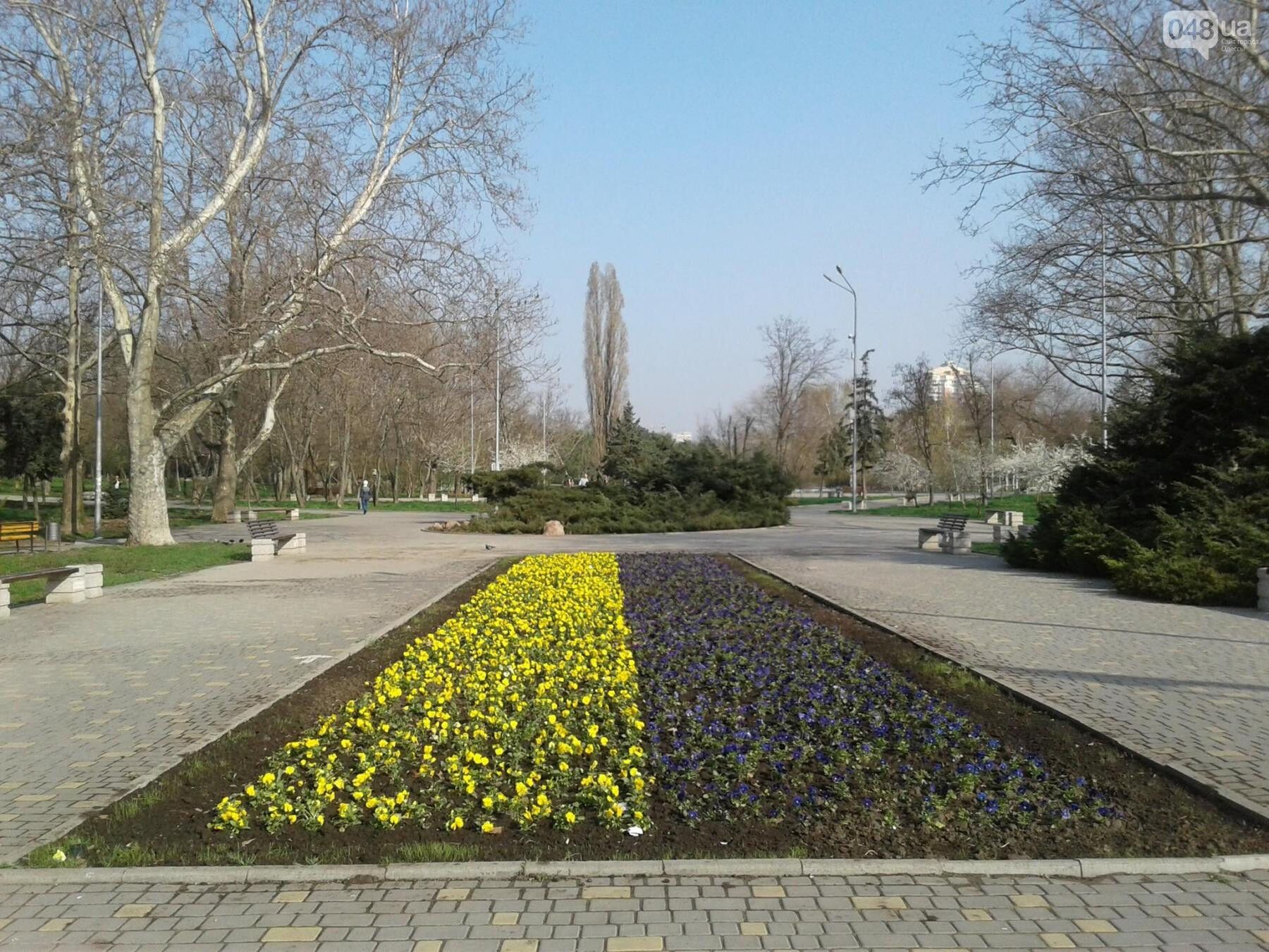 Український прапор з квітів з'явився в Одесі