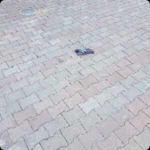 В одеському сквері розстріляли зграю голубів