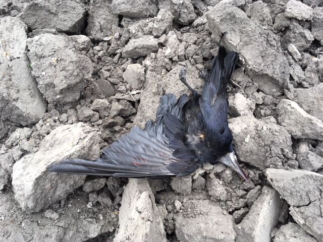 "Земля встелена трупами": в Одесі знову розстріляли птахів