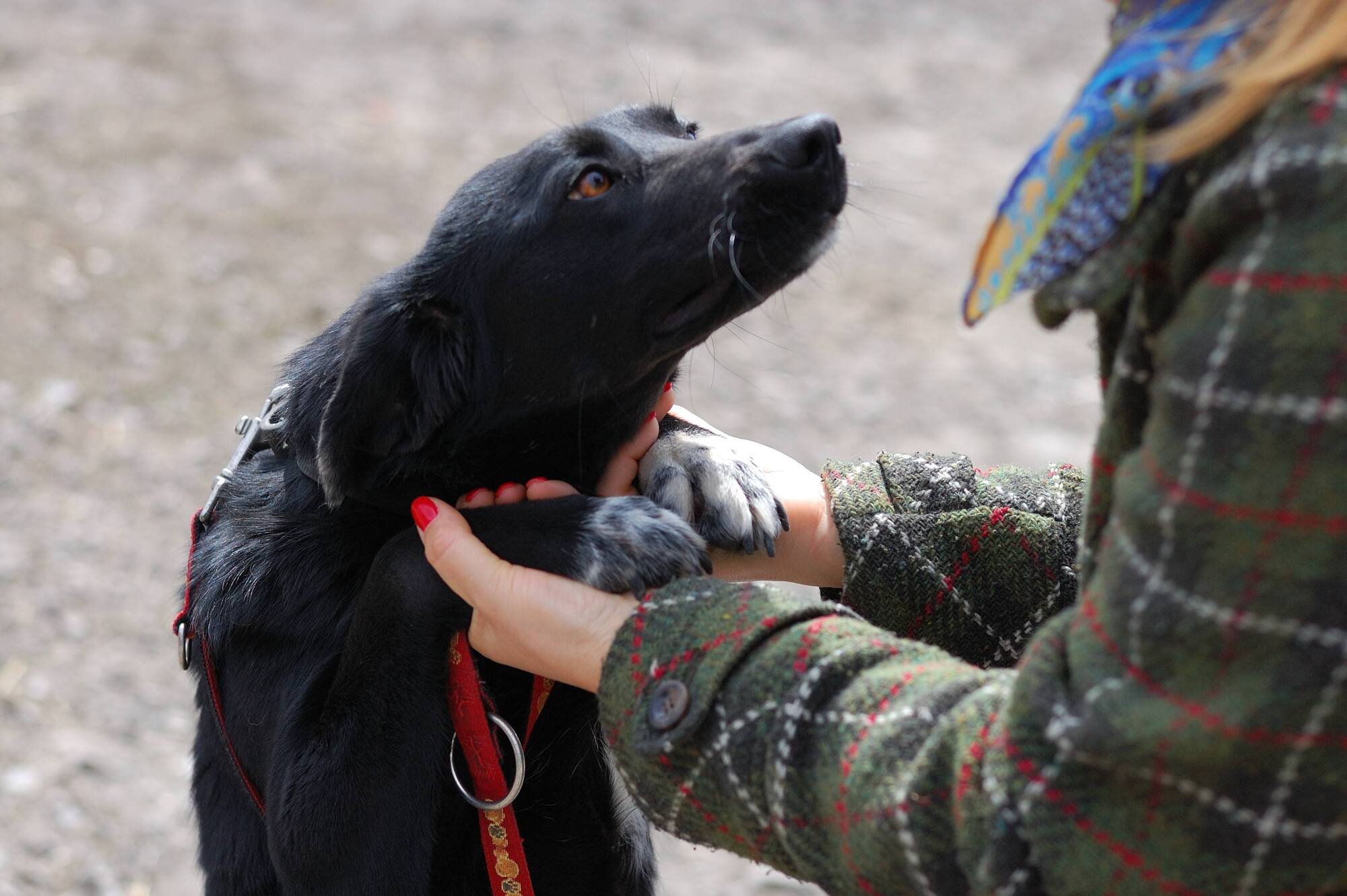 Друг недели: 5 собак Днепра, которые ищут дом
