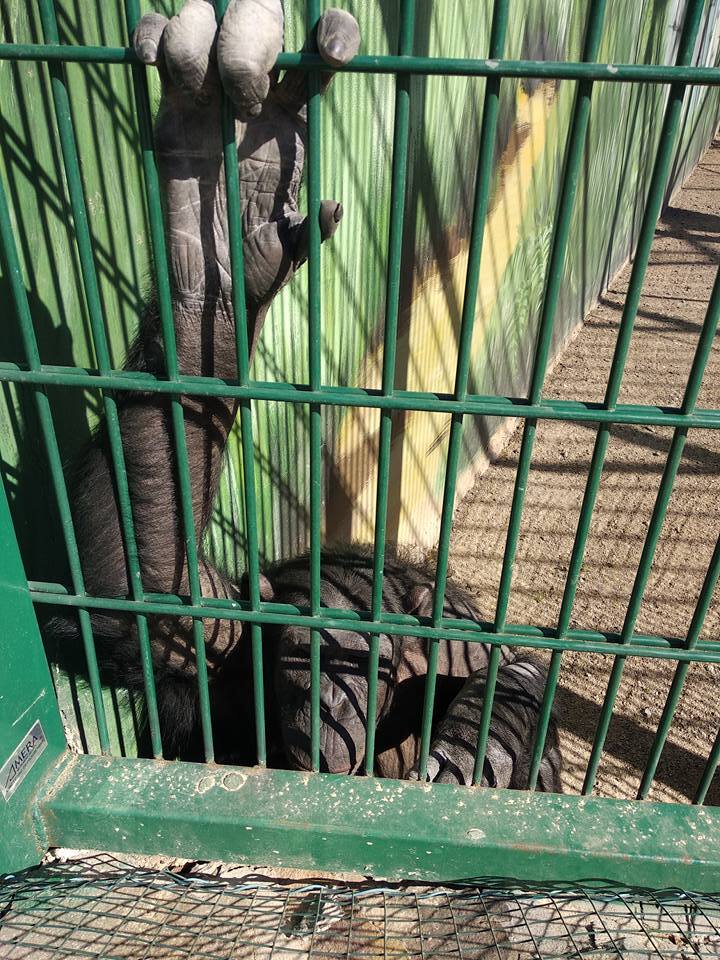  "Гестапо отдыхает!" Зоопарк тюремного типа нашли в Одессе 