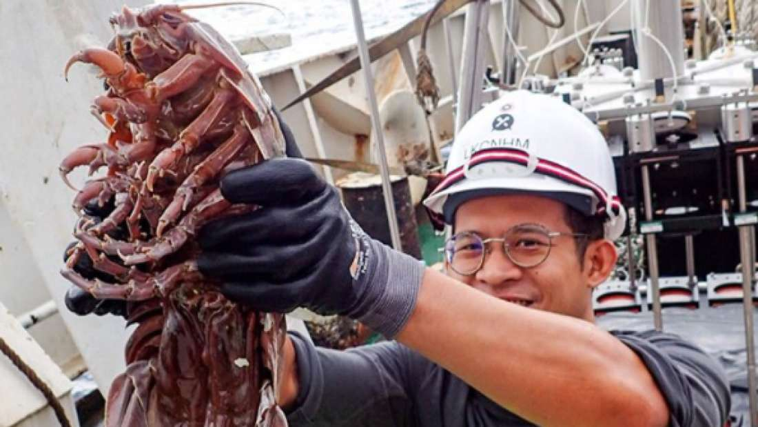 В Индонезии обнаружили морского монстра с "цепной пилой": впечатляющие фото