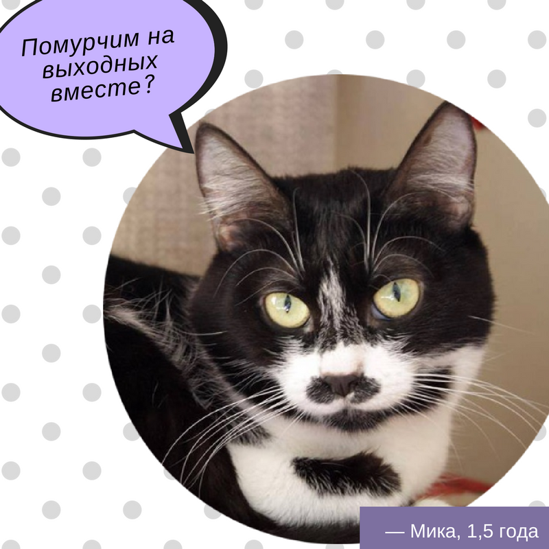 Є друг: 9 котів і собак Києва, які шукають дім