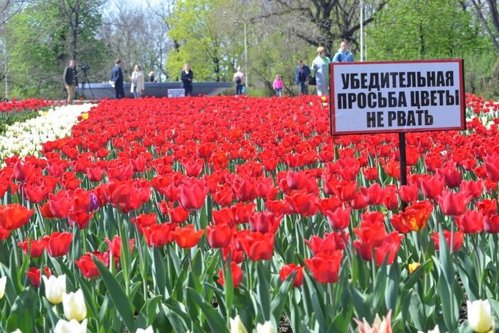 У міському саду Маріуполя розпустилася 21 тисяча тюльпанів