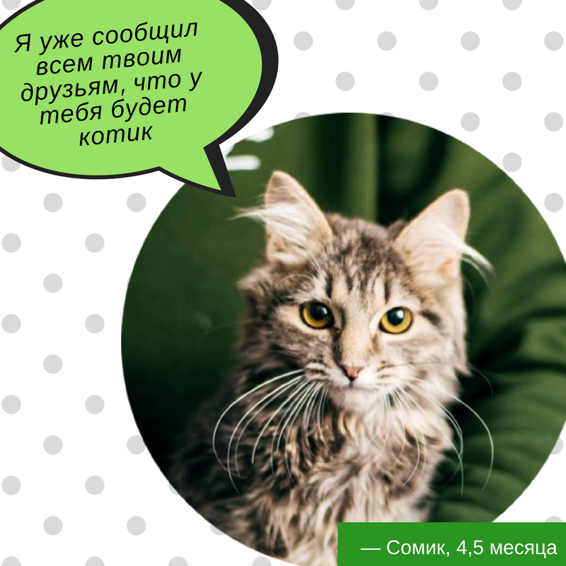 Є друг: 9 котів і собак Києва, які шукають дім