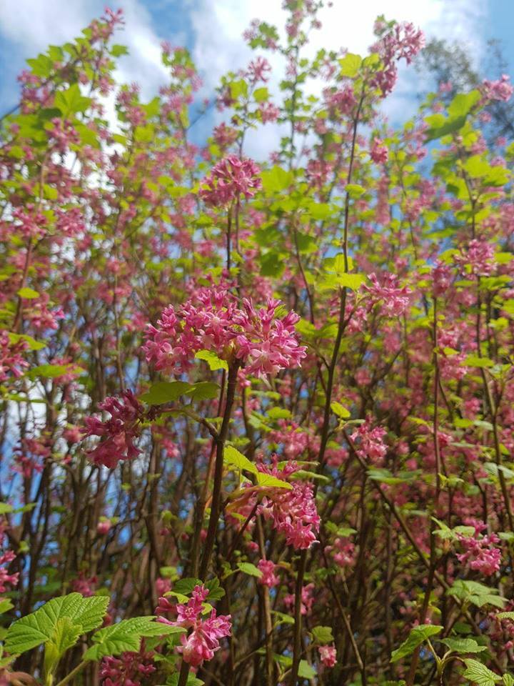 Климат и погода в Ирландии