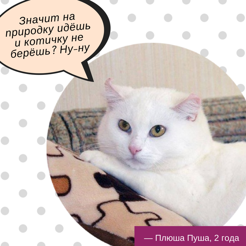 Есть друг: 9 котов и собак Киева, которые ищут дом