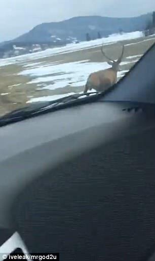 Олень, летящий через дорогу