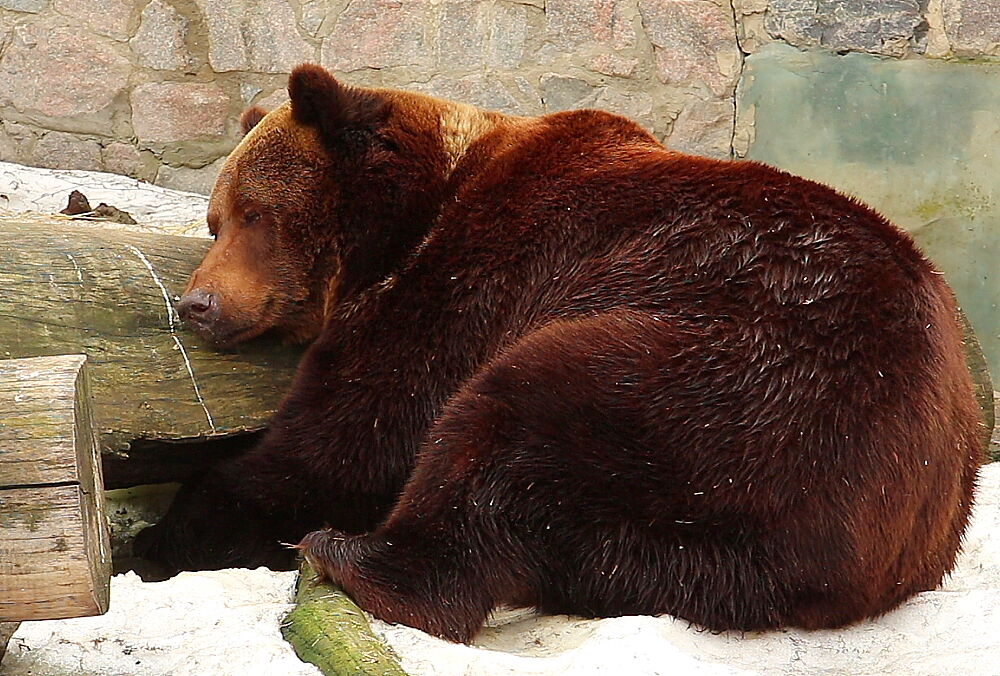 Харьковский зоопарк показал проснувшихся медведей