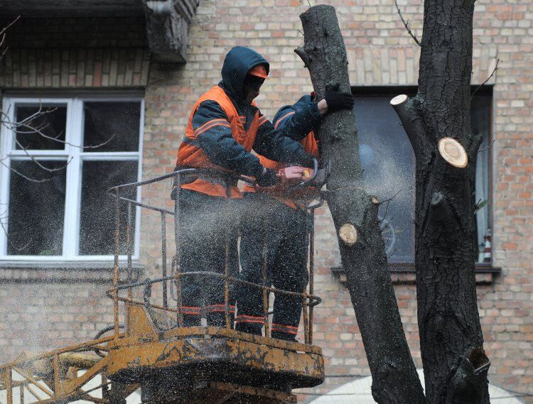 Каліцтво "під стовп": як глибока обрізка вбиває дерева