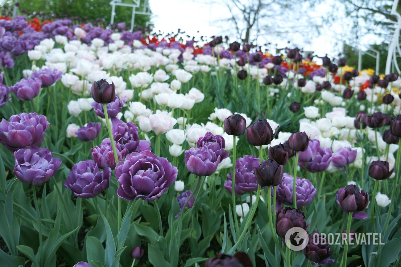 Виставка тюльпанів "Вокруг света"