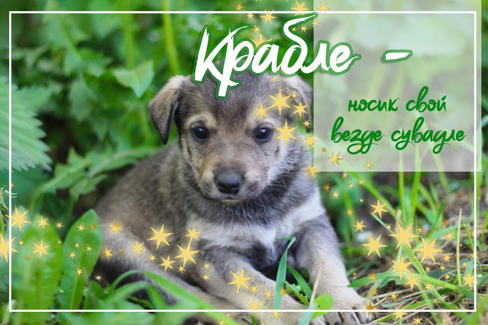 Девять щенков Киева, которым нужен дом