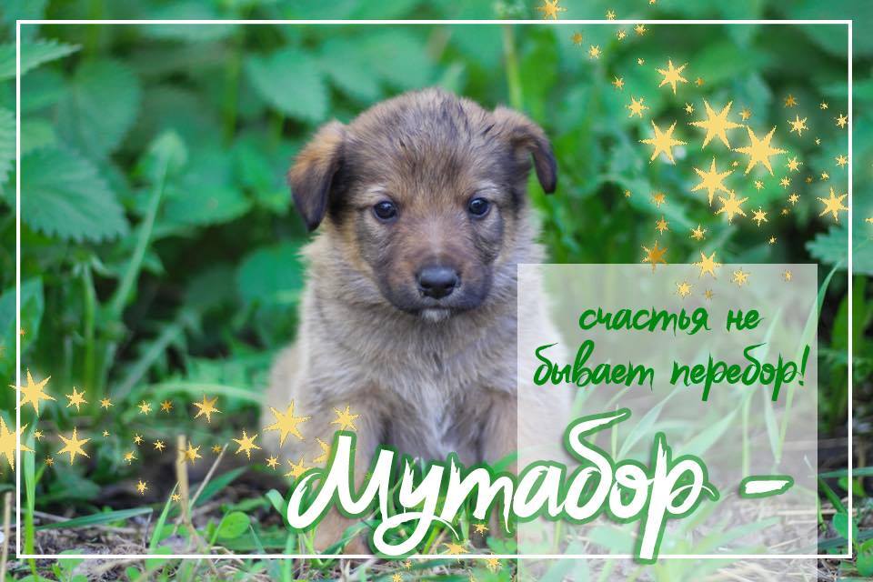 Девять щенков Киева, которым нужен дом