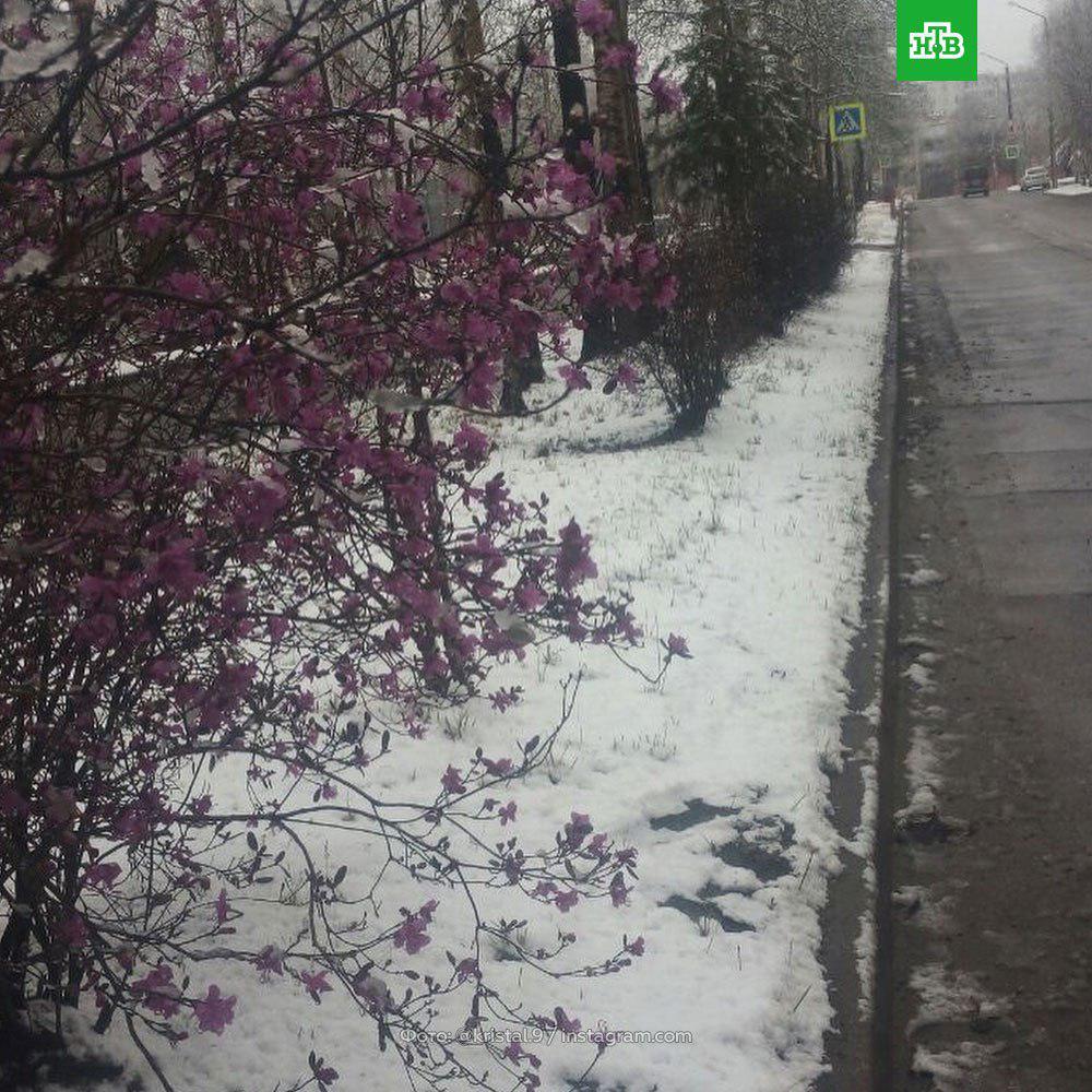 В России среди мая выпал снег: опубликованы фото